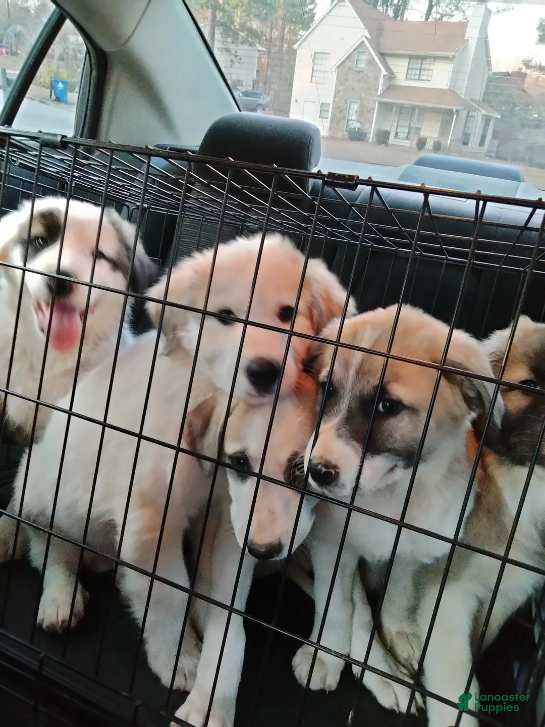 Mixed Breed dogs for sale: Great Pyrenees puppies  - Ad 14