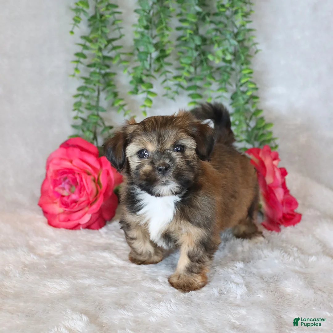 Shorkie dogs for sale: Lisa  - Ad 5