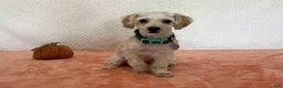Havapoo dogs for sale: Lady - Ad 3