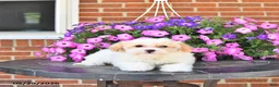 Maltipoo dogs for sale: Suni - Ad 9
