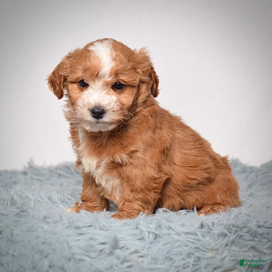 Mini Goldendoodle dogs for sale: Ms. Amber - Ad 3