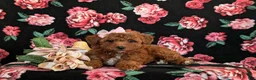 Toy Poodle dogs for sale: India - Ad 6
