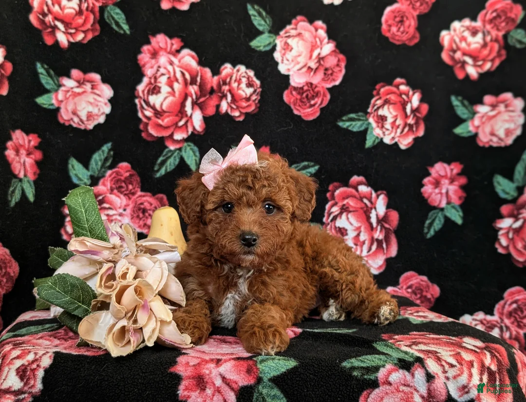 Toy Poodle dogs for sale: India - Ad 6