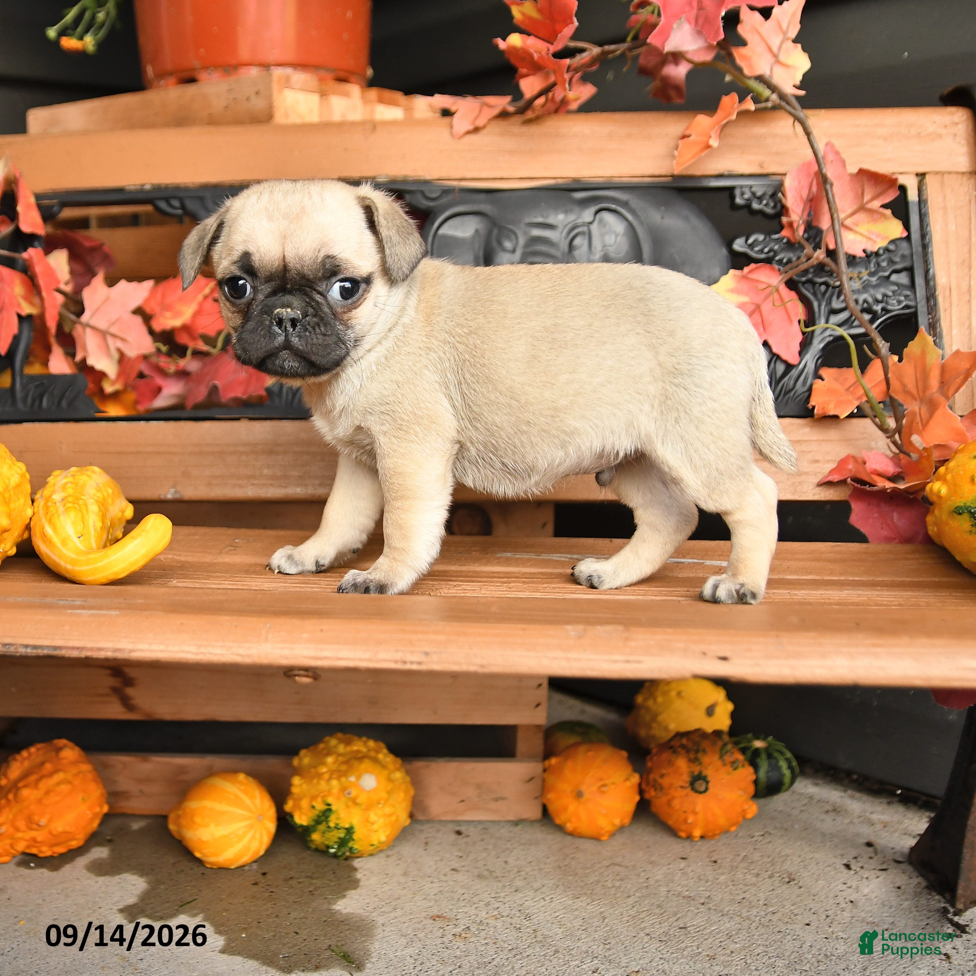 Pug dogs Brody - Ad 1
