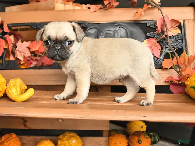Pug dogs for sale: Brody - Ad 1