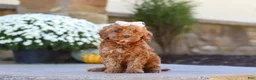 Cockapoo dogs for sale: Willow - Ad 31