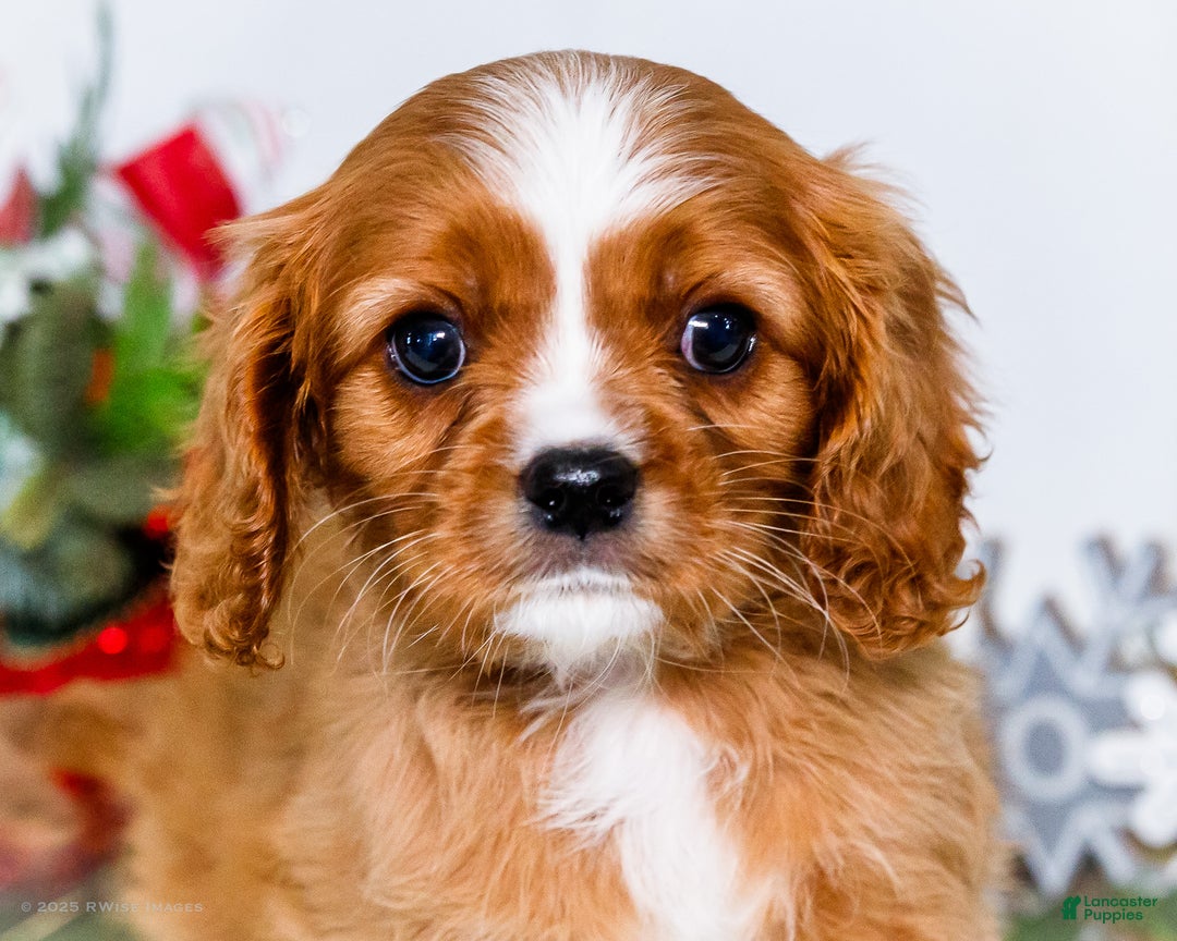 Cavalier King Charles Spaniel dogs for sale: Snowflake - Ad 2