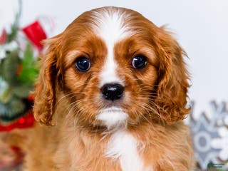 Cavalier King Charles Spaniel dogs Snowflake - Ad 1