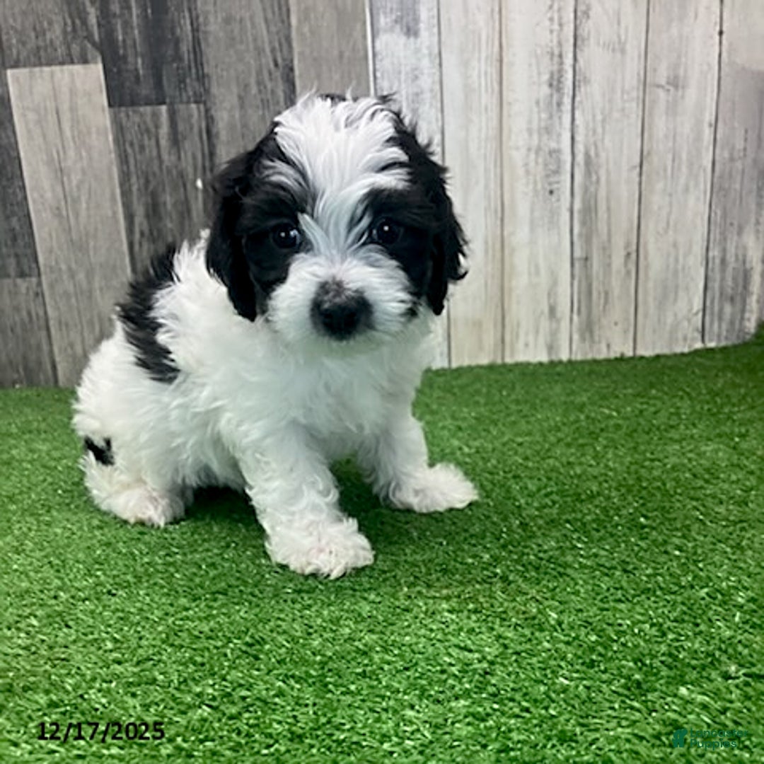 Maltipoo dogs for sale: Marla - Ad 2