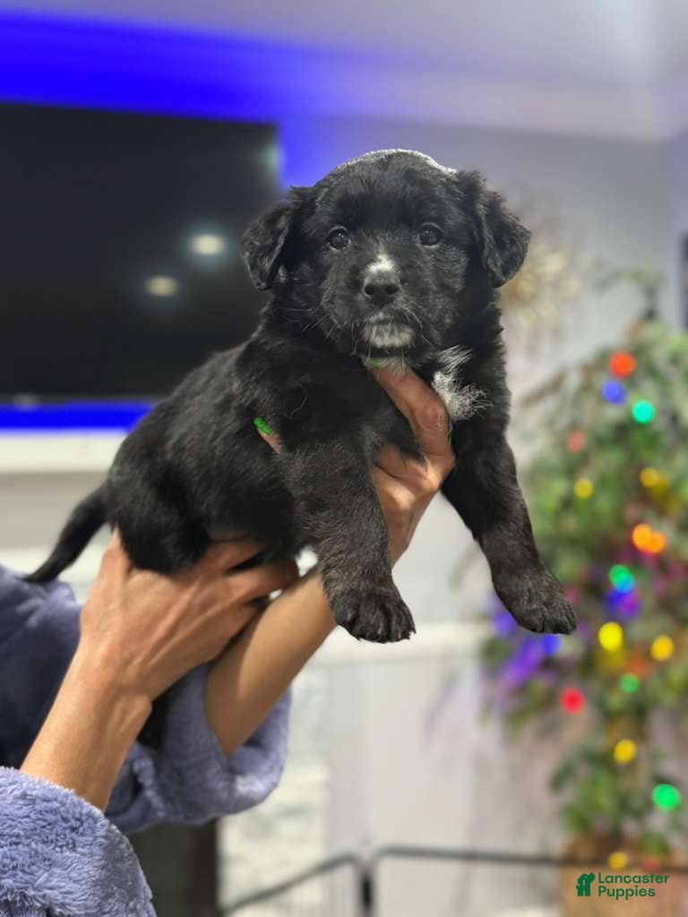 Mixed Breed dogs Wakanda - Ad 2