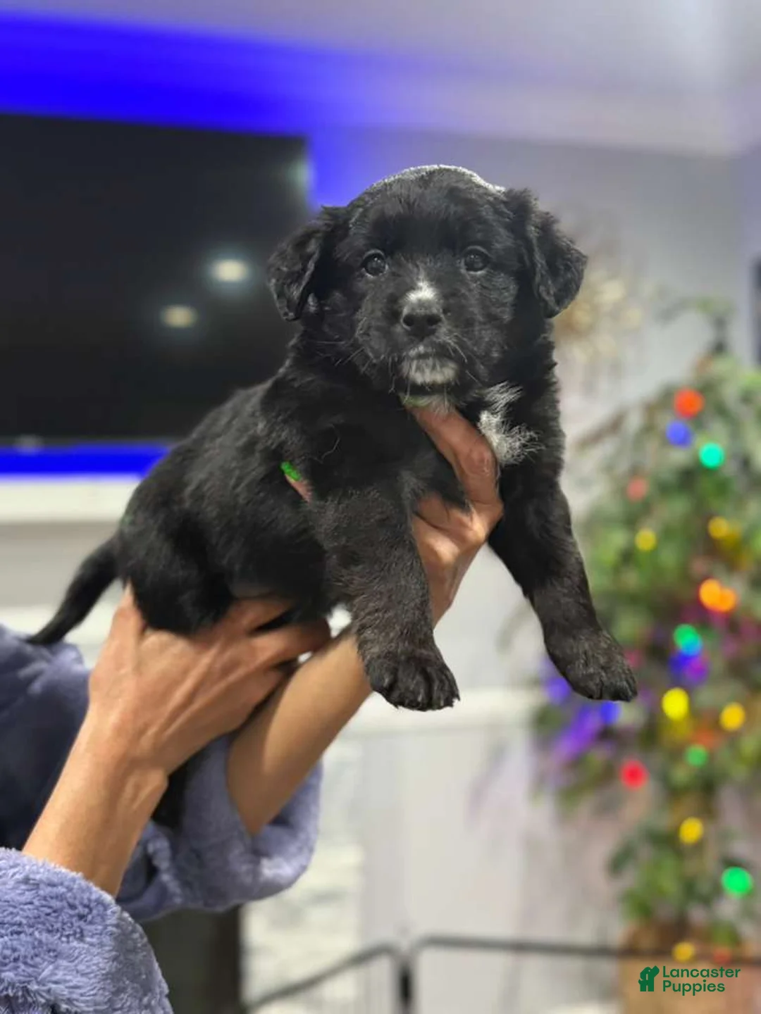 Mixed Breed dogs for sale: Wakanda - Ad 2