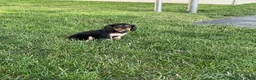 Cavalier King Charles Spaniel dogs for sale: Hazy Cavalier King Charles Spaniel  - Ad 3
