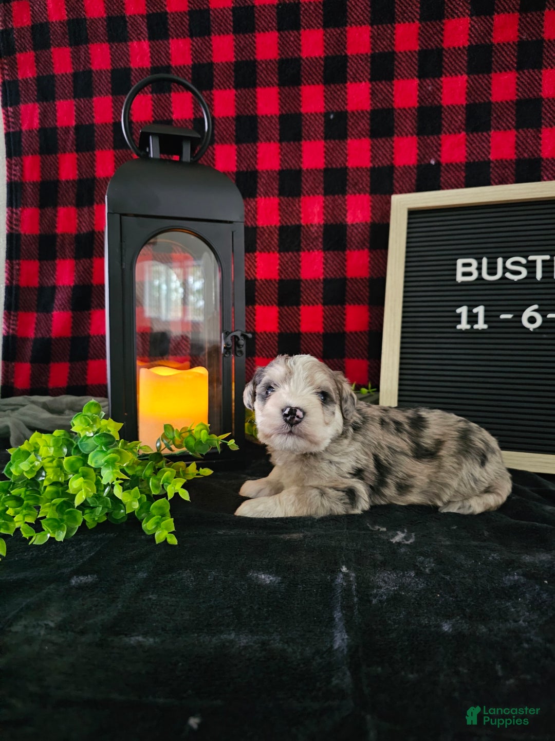 Miniature Schnauzer dogs for sale: Buster - Ad 4