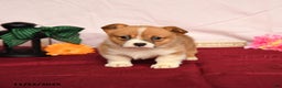 Welsh Corgi Pembroke dogs for sale: Otto - Ad 1