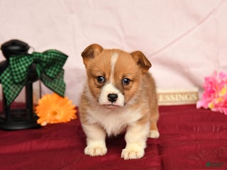 Welsh Corgi Pembroke dogs Otto - Ad 38