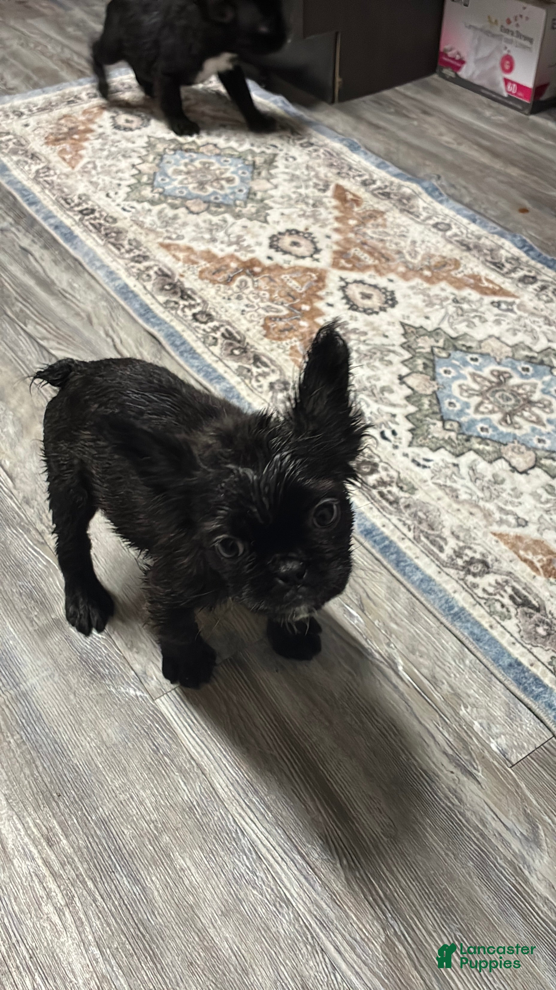 French Bulldog dogs Coco - Ad 26