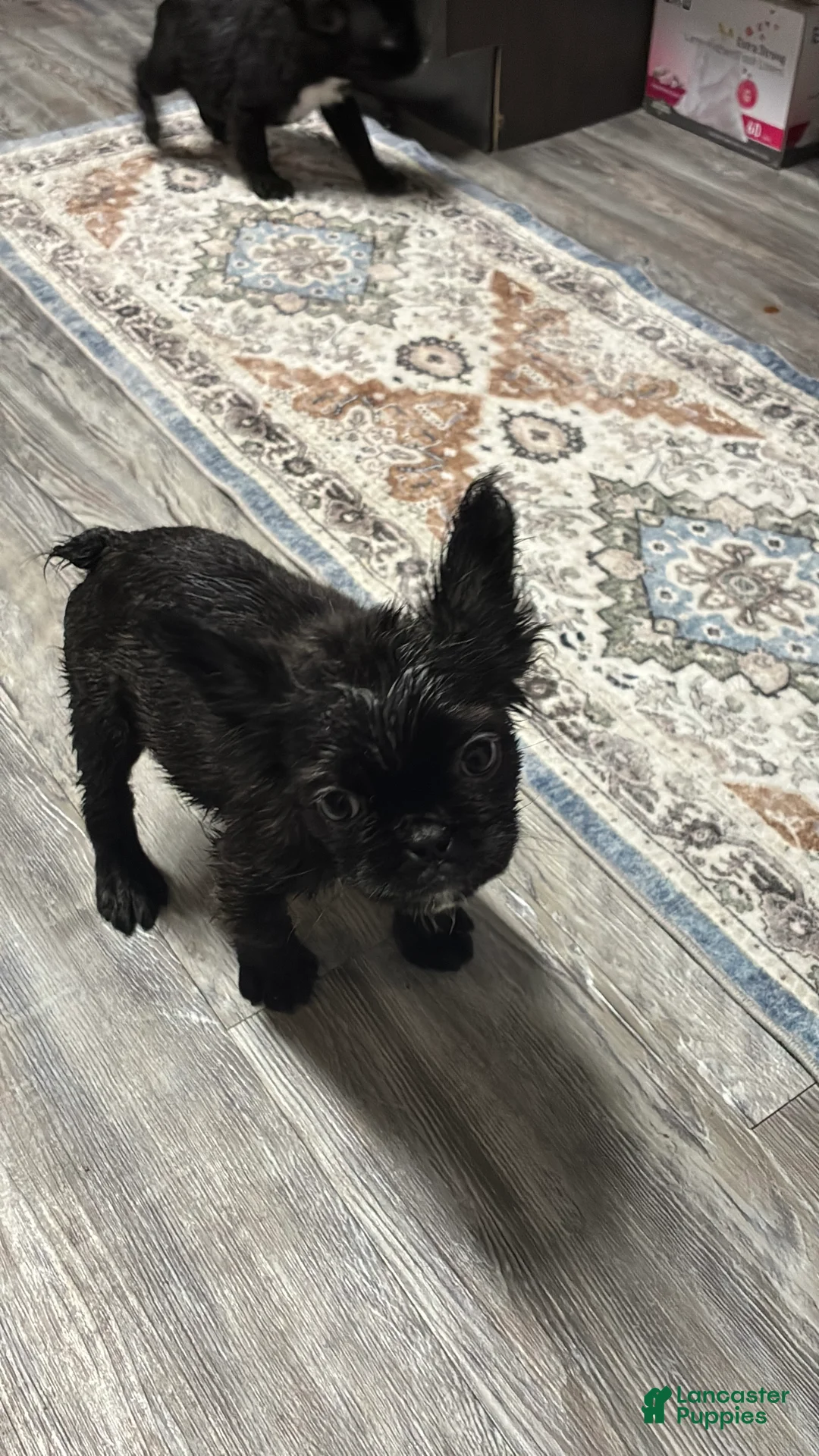 French Bulldog dogs for sale: Coco - Ad 1