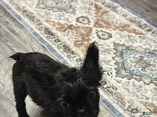 French Bulldog dogs for sale: Coco - Ad 2