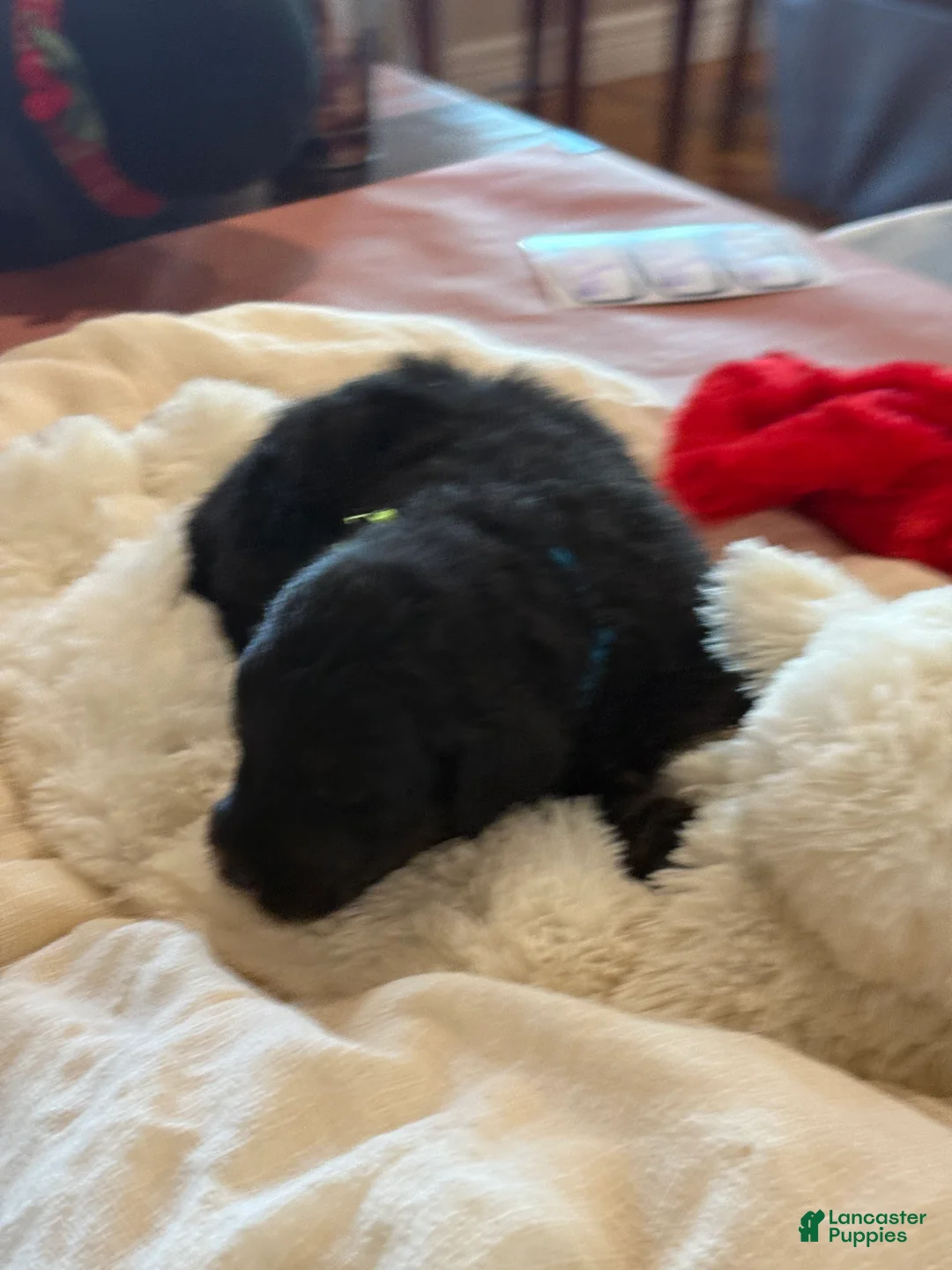 Mixed Breed dogs for sale: female # 4 English Shepherd Doodle  - Ad 4