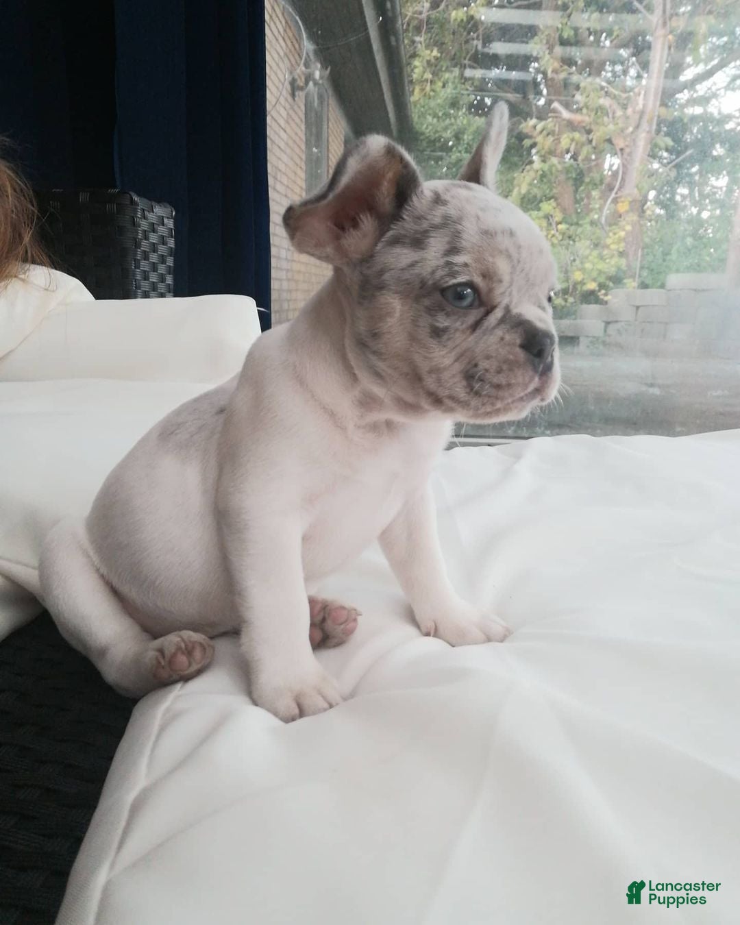 French Bulldog dogs Merle - Ad 24