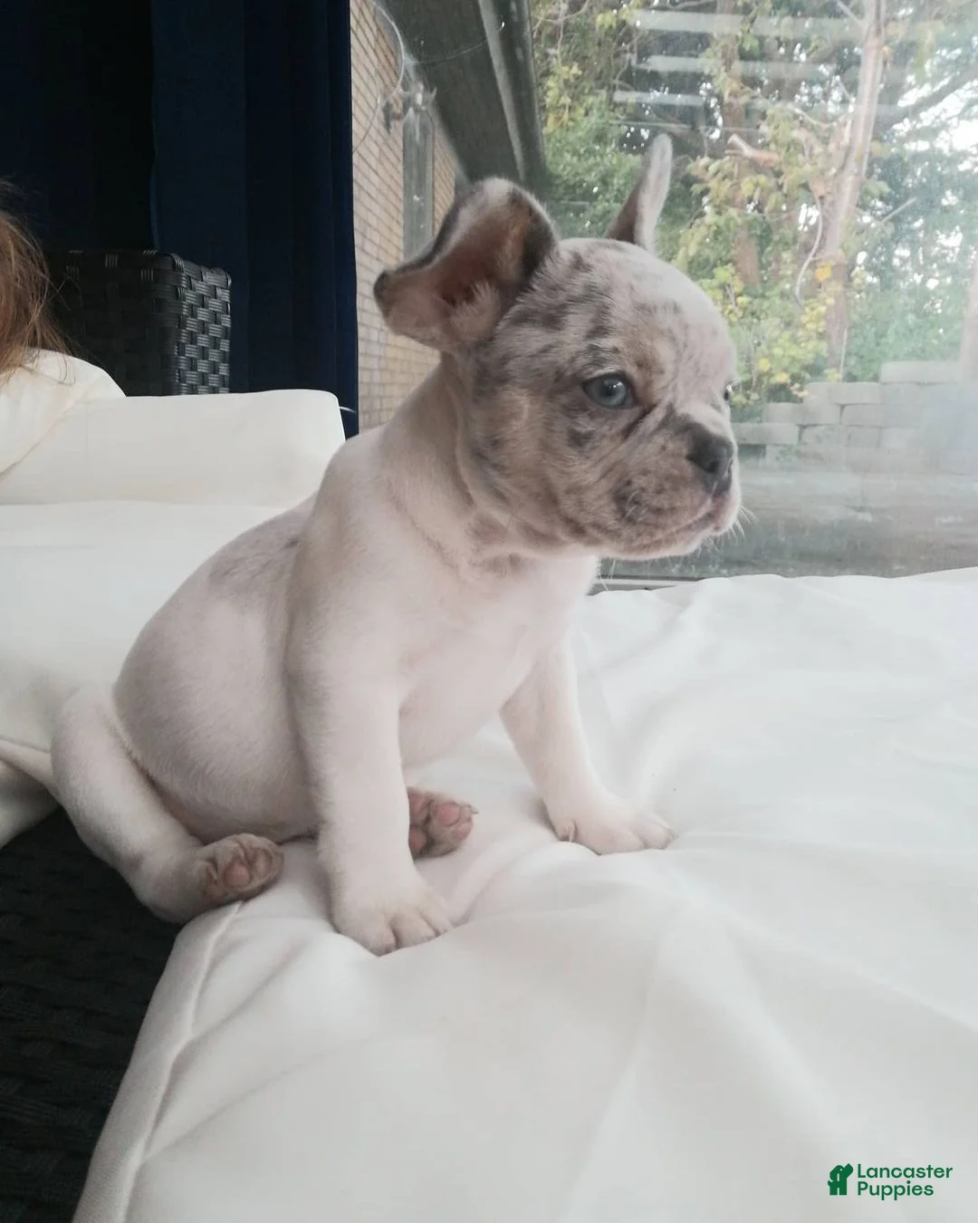 French Bulldog dogs for sale: Merle - Ad 1