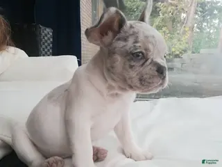 French Bulldog dogs Merle - Ad 24