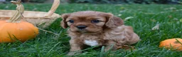 Cavalier King Charles Spaniel dogs for sale: Vincent - Ad 8