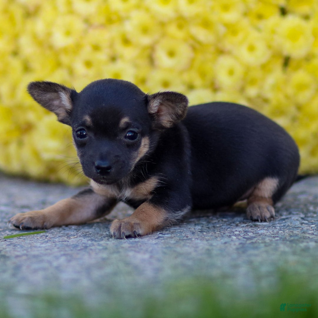 Chihuahua dogs for sale: Preston - Ad 11