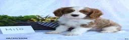 Cavapoo dogs for sale: Milo - Ad 3