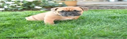 Mixed Breed dogs for sale: Autumn - Ad 1