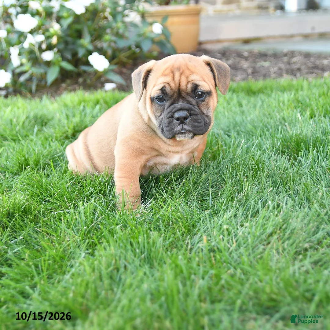 Mixed Breed dogs for sale: Autumn - Ad 1