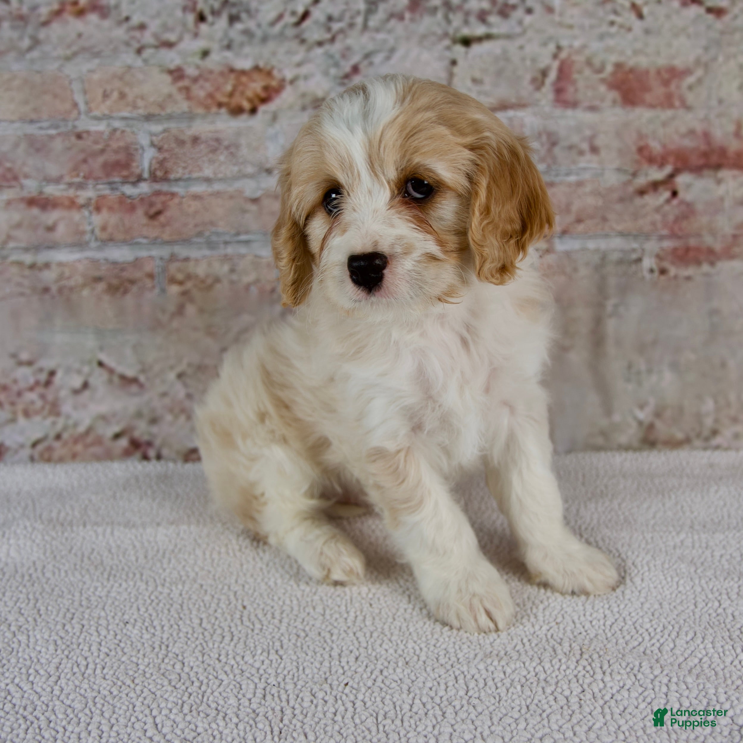 Cavapoo dogs Crosby - Ad 2