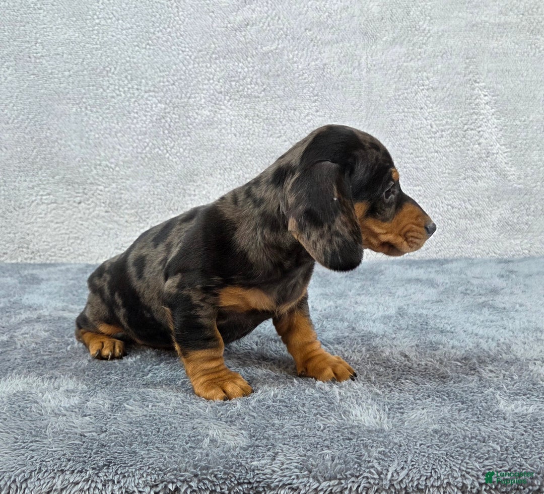 Miniature Dachshund dogs for sale: Oscar  - Ad 7