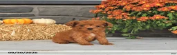Cavapoo dogs for sale: Tilly - Ad 2