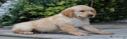 Golden Retriever dogs for sale: Arlo ACA Golden Retriever Pup - Ad 4