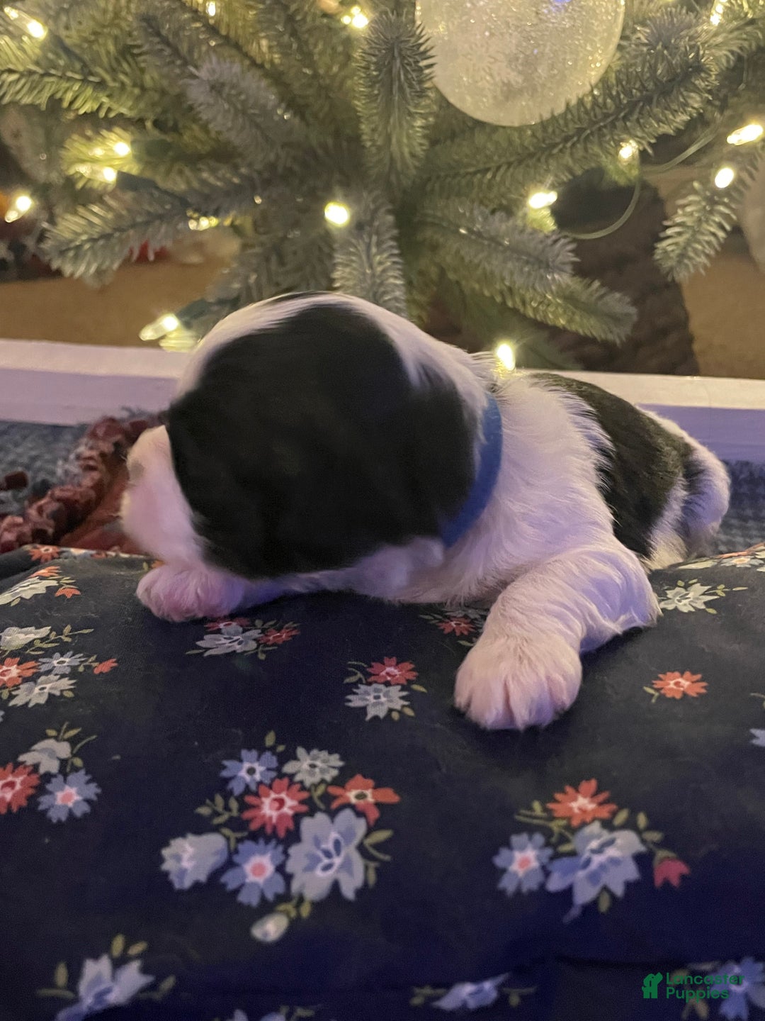 Mixed Breed dogs for sale: Brutus - Ad 3