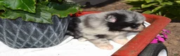 Pomeranian dogs for sale: Willow - Ad 2