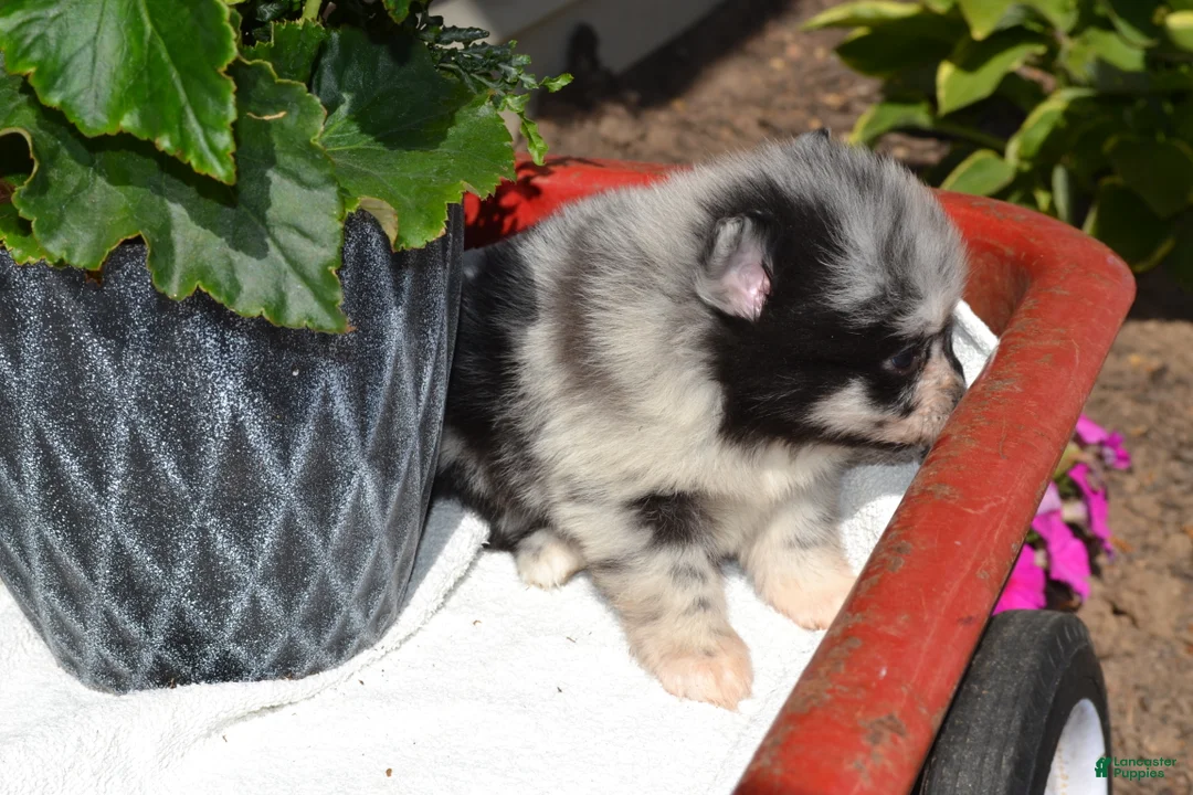 Pomeranian dogs for sale: Willow - Ad 2