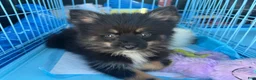 Pomsky dogs for sale: Harper - Ad 9