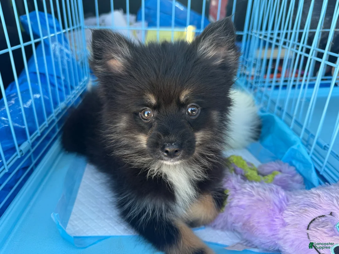Pomsky dogs for sale: Harper - Ad 9