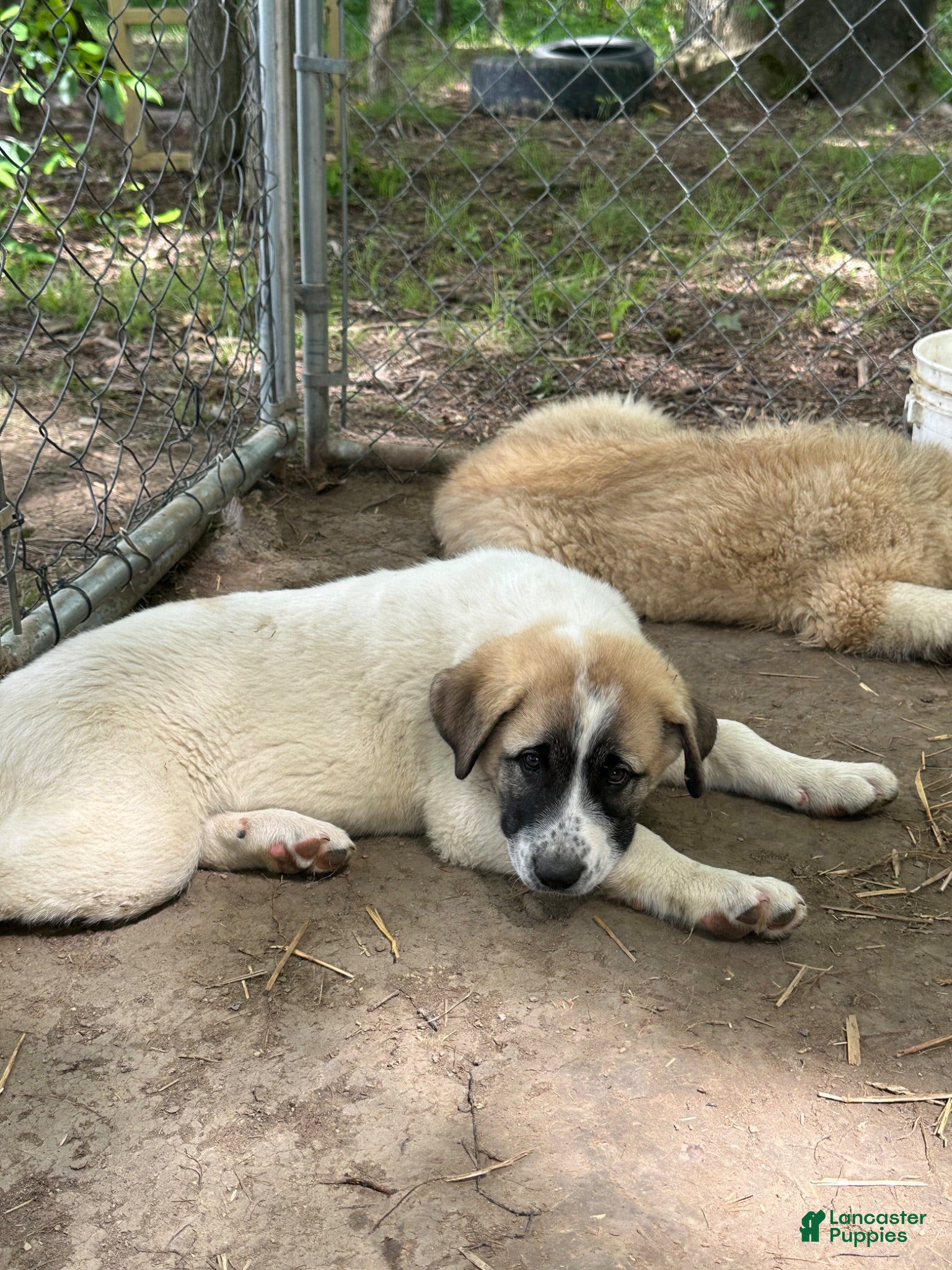 Anatolian Shepherd dogs Anatolian Shepherd 3 - Ad 4