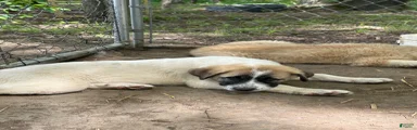 Anatolian Shepherd 3