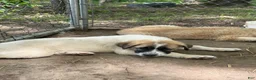 Anatolian Shepherd dogs for sale: Anatolian Shepherd 3 - Ad 1