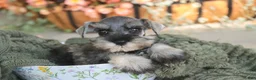 Miniature Schnauzer dogs for sale: Qeleigh Miniature Schnauzer  - Ad 4