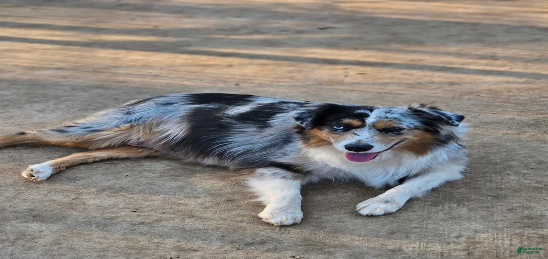 Gallery Image {{count}}