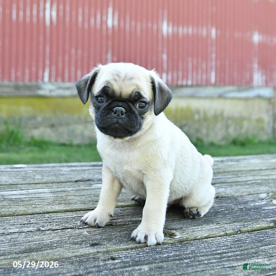 Pug dogs Luke - Ad 1