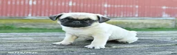 Pug dogs for sale: Luke - Ad 1