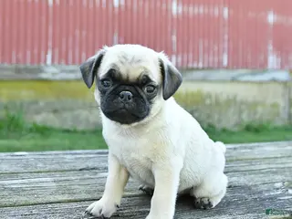 Pug dogs for sale: Luke - Ad 2