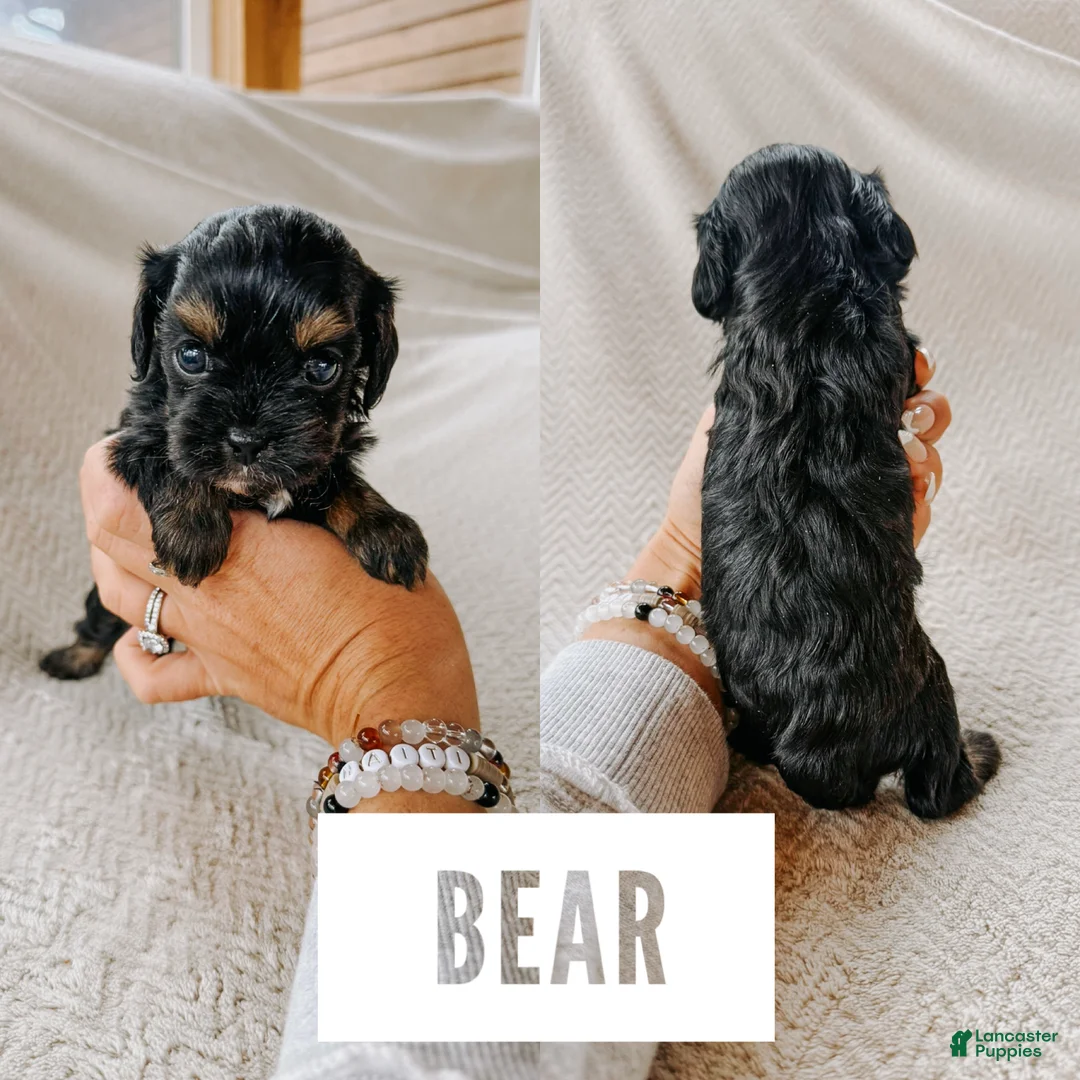 Cavapoo dogs for sale: Bear  - Ad 1