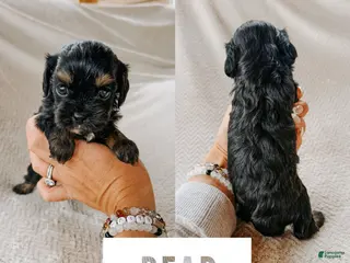 Cavapoo dogs Bear - Ad 12